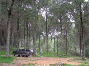 p26 Nicholas presentation blackwood 2011