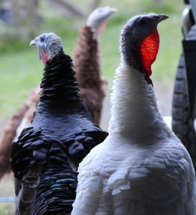rsz_turkeys