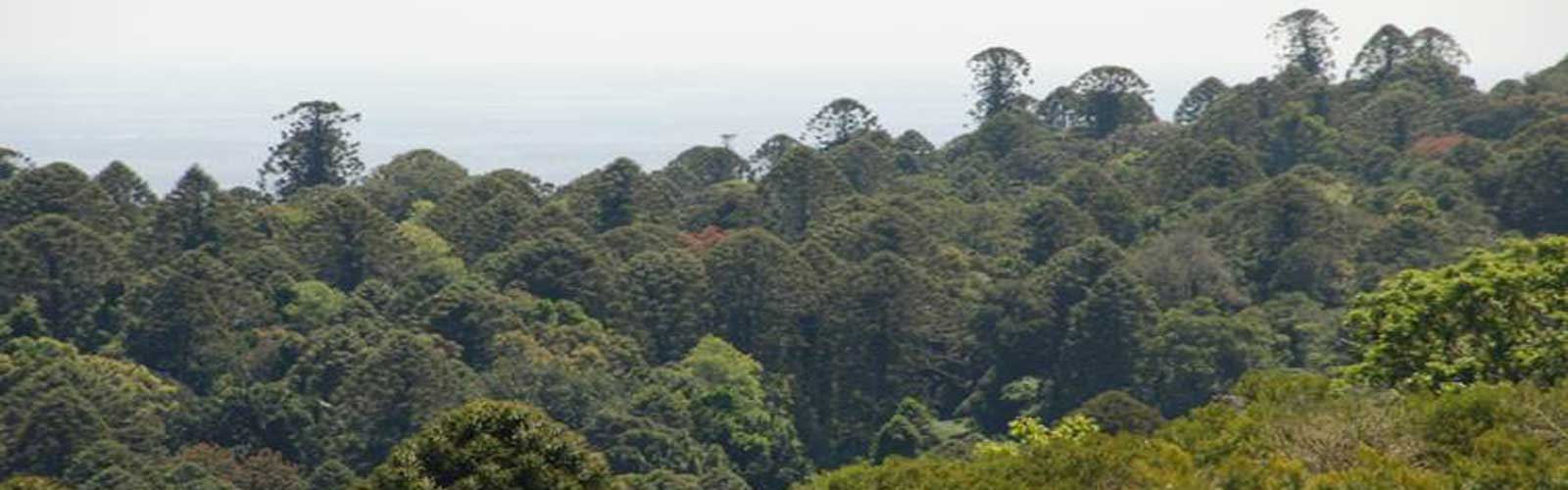 Bunya-Mountains-Bunya-Pines