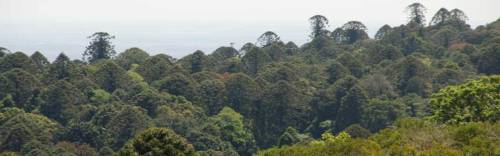 Bunya-Mountains-Bunya-Pines